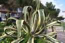 Century Plant